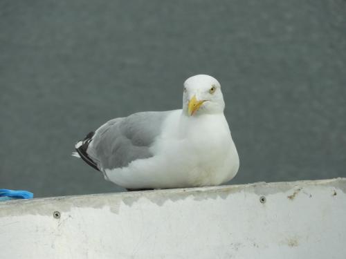 Gaviota de Ullapool - Highlands (Escocia) 22.06.2018