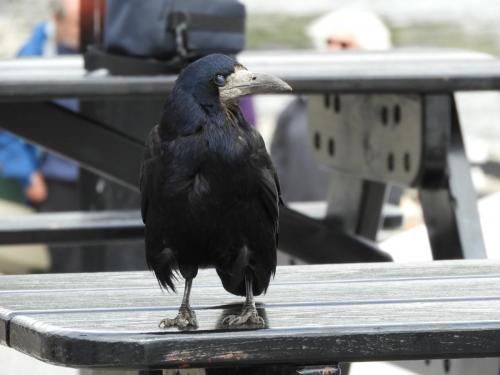 Cuervo de Ullapool - Highlands (Escocia) 22.06.2018