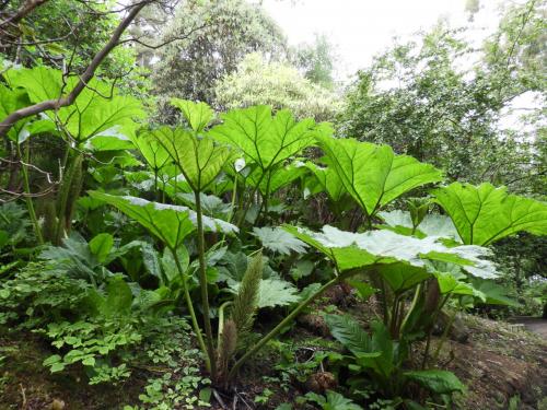 Jardín Botánico de Inverewe (Poolewe) - Highlands (Escocia) 23.06.2018